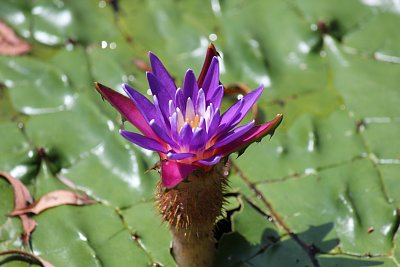 オニバスの花