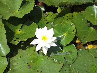 睡蓮です
