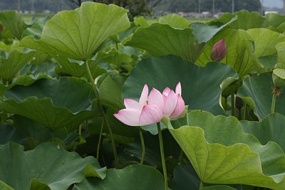 ハスの花