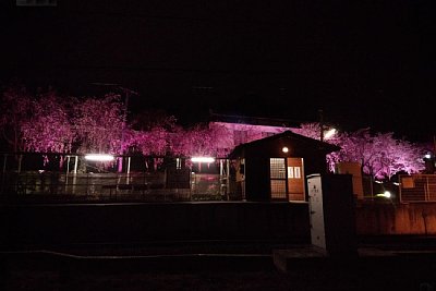 夜桜の寺下駅