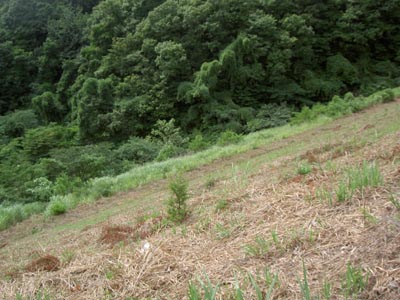 天端からダム直下を見る