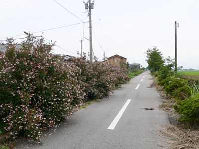 駅跡近くから四方方面を見る