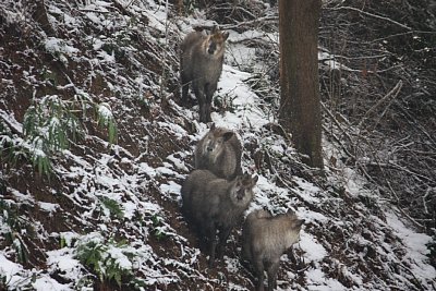 4頭ものニホンカモシカの群れ