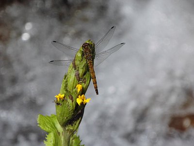 アキアカネ