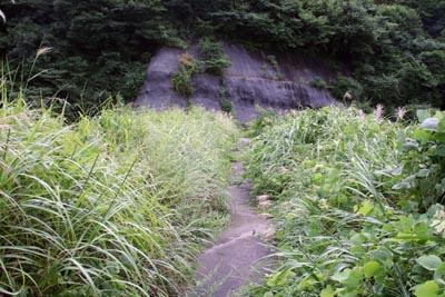 天端上は草が生い茂っていました