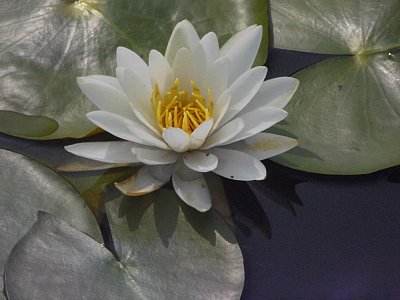 睡蓮